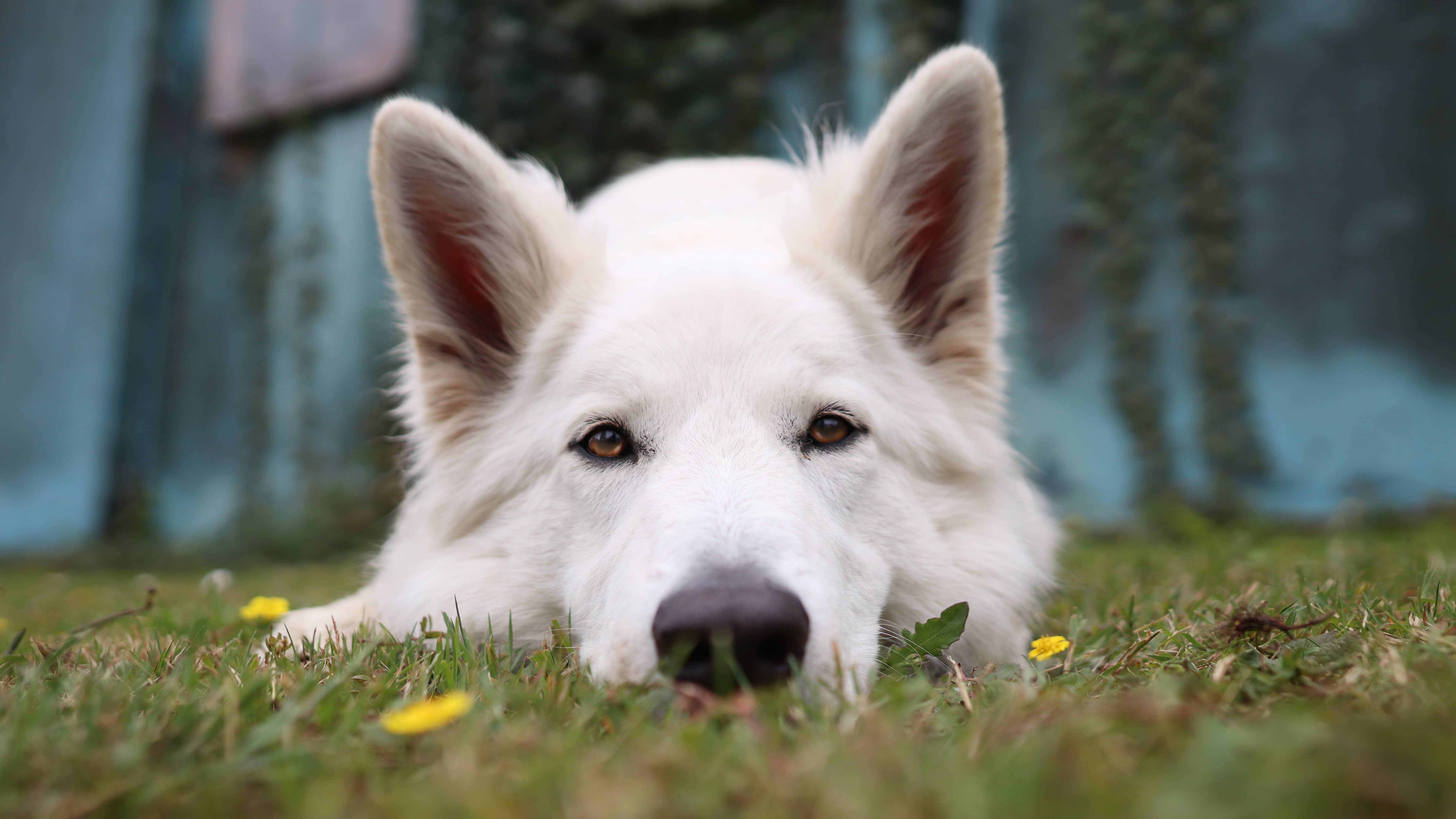 Educatrice canine