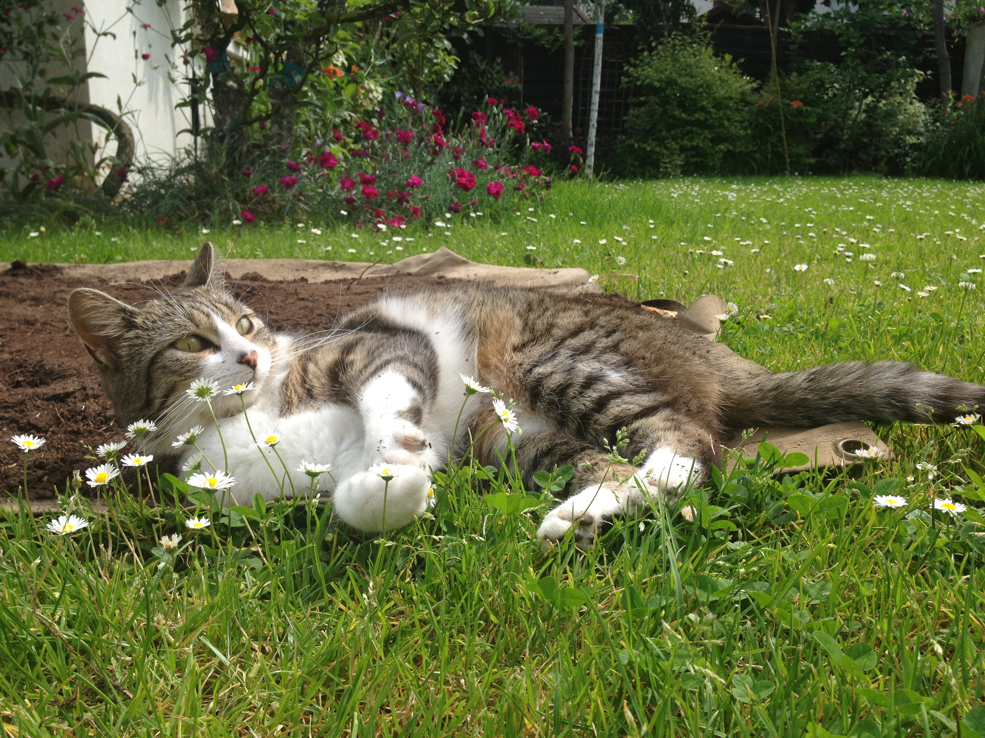 Visite à domicile pour chat